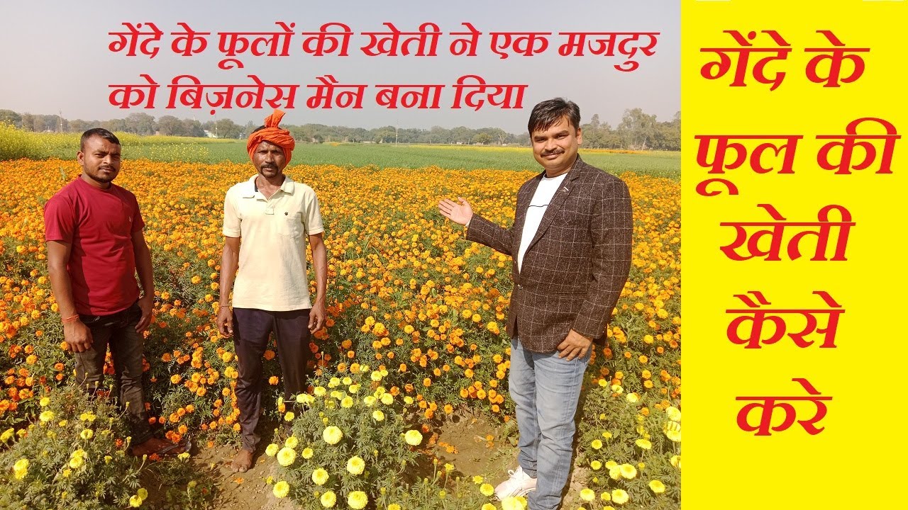 गेंदे के फूलों की खेती ने एक मजदुर को बिज़नेस मैन बना दिया | Genda phool ki kheti | Marigold farming