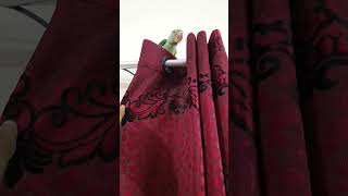 coco climbed curtain first time #shorts #talkingparrot #coco #parrottalking