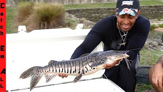 GIANT TIGER CATFISH are in FLORIDA CANALS! **We are Catching em**