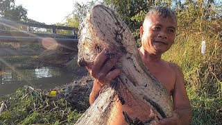 วิถีอีสานขนานแท้!! กลัดดาง หว่านแหปลาธรรมชาติ ห้วยสามพาด Throwing a fishing net in Huai Sam Phad.