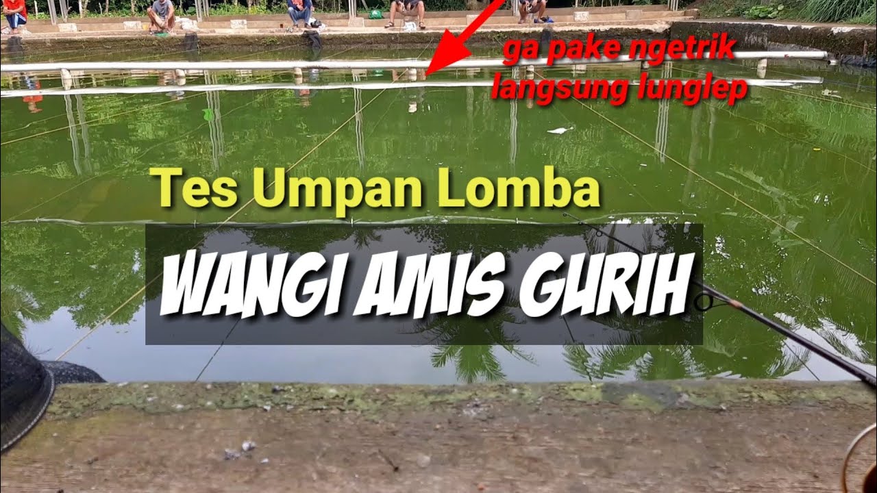 Umpan Putih Ikan Mas Amis Wangi Gurih || Ga pake ngetrik langsung