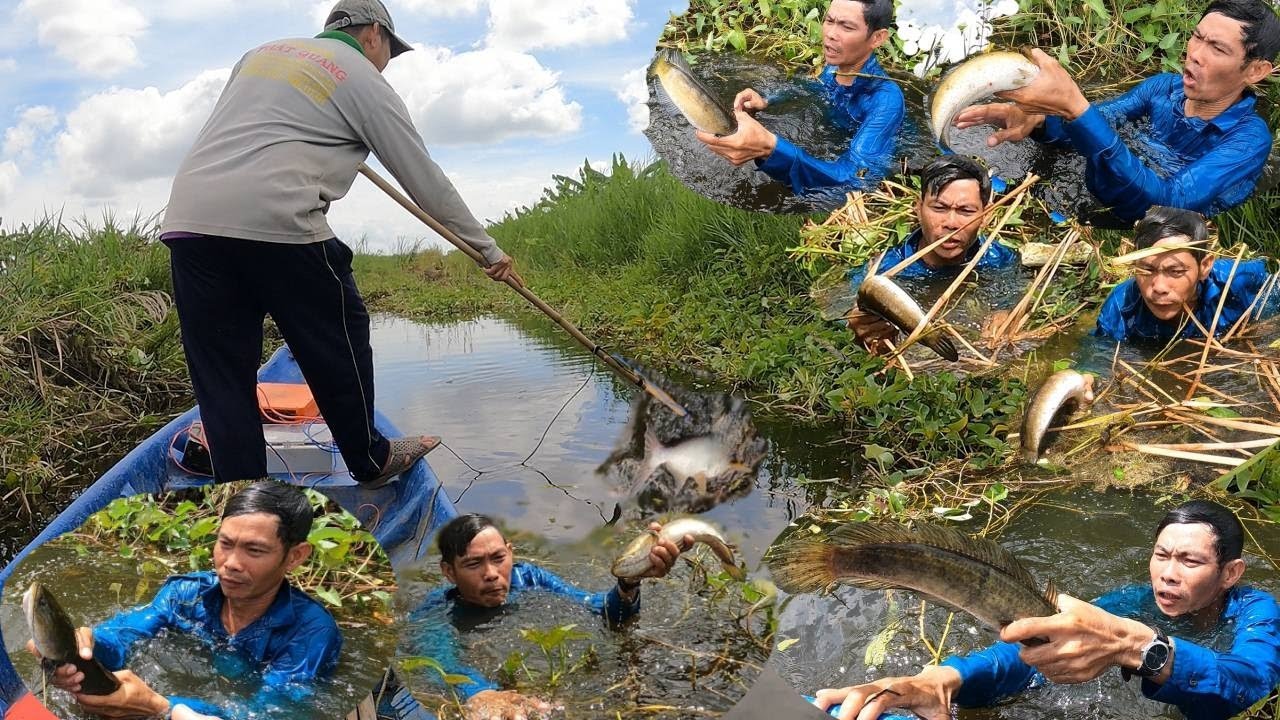 Fishing Fish | Kích Cá Toàn Cá Lóc Chúa Mò Đã Tay | Hương Tràm U Minh