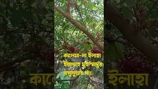 কালেমা-লা ইলাহা ইল্লাল্লাহু মুহাম্মাদুর রাসুলুল্লাহ #shorts