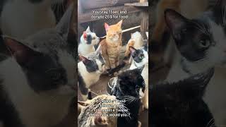 #cat #kitten #funnycats #cute #haveitoldyoulatelythatiloveyou #lifeisbutadream #animalsong #catsong