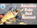 Adorable Baby Seal Rescued