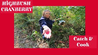 Highbush Cranberries -The Ins And Outs Of Harvesting Highbush Cranberry And Making Jelly