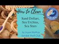 Cleaning Sand Dollars, Sea Urchins, and Sea Stars
