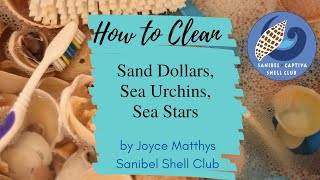 Cleaning Sand Dollars, Sea Urchins, and Sea Stars