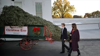 Watch: Melania Trump receives White House Christmas tree