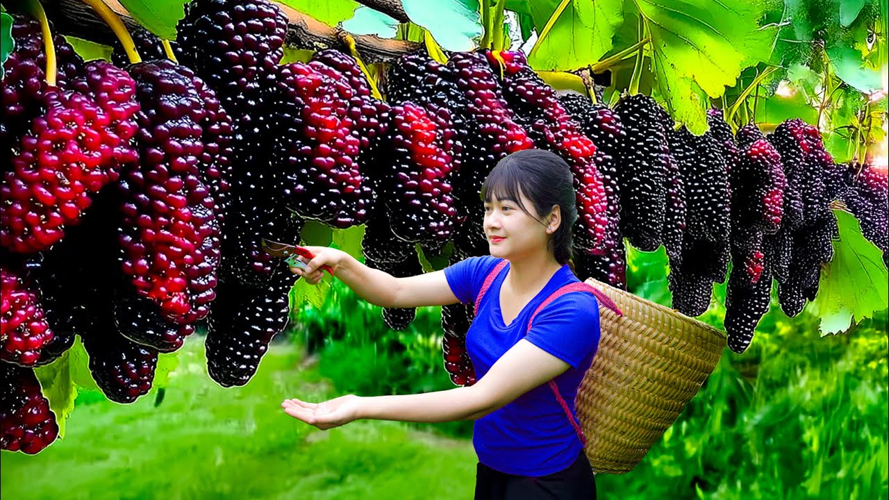 Harvesting Sweet Giant Wild Mulberries & Making Traditional Mulberry Wine