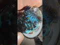 Coklat motif wa 081387162814 #bacan #doko #majiko #bacandoko