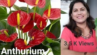 How to grow n care of Anthurium, About Anthurium
