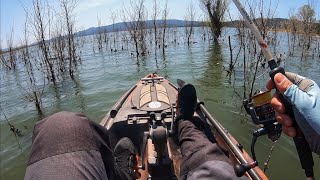 Fishing BUSHES for Spawning Bass (Lake Berryessa)