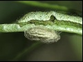 Braconidae: Microplitis retentus parasitizes the Orange Tip