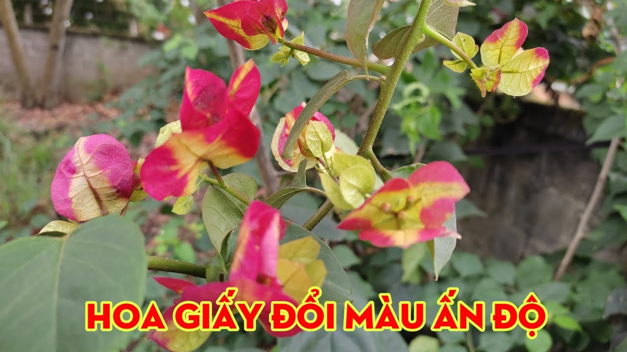 Hoa giấy đổi màu Ấn Độ có thực sự đáng trồng, tất cả... - youtube