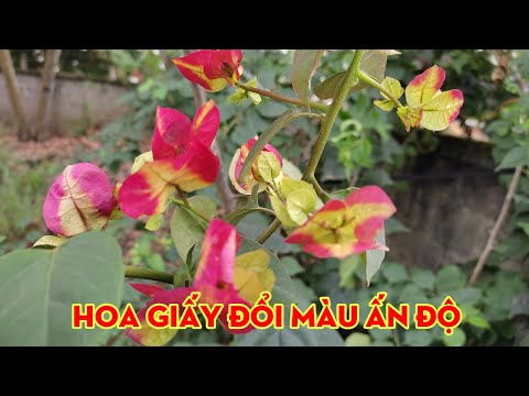 Video Hoa giấy đổi màu Ấn Độ có thực sự đáng trồng, tất cả... - youtube