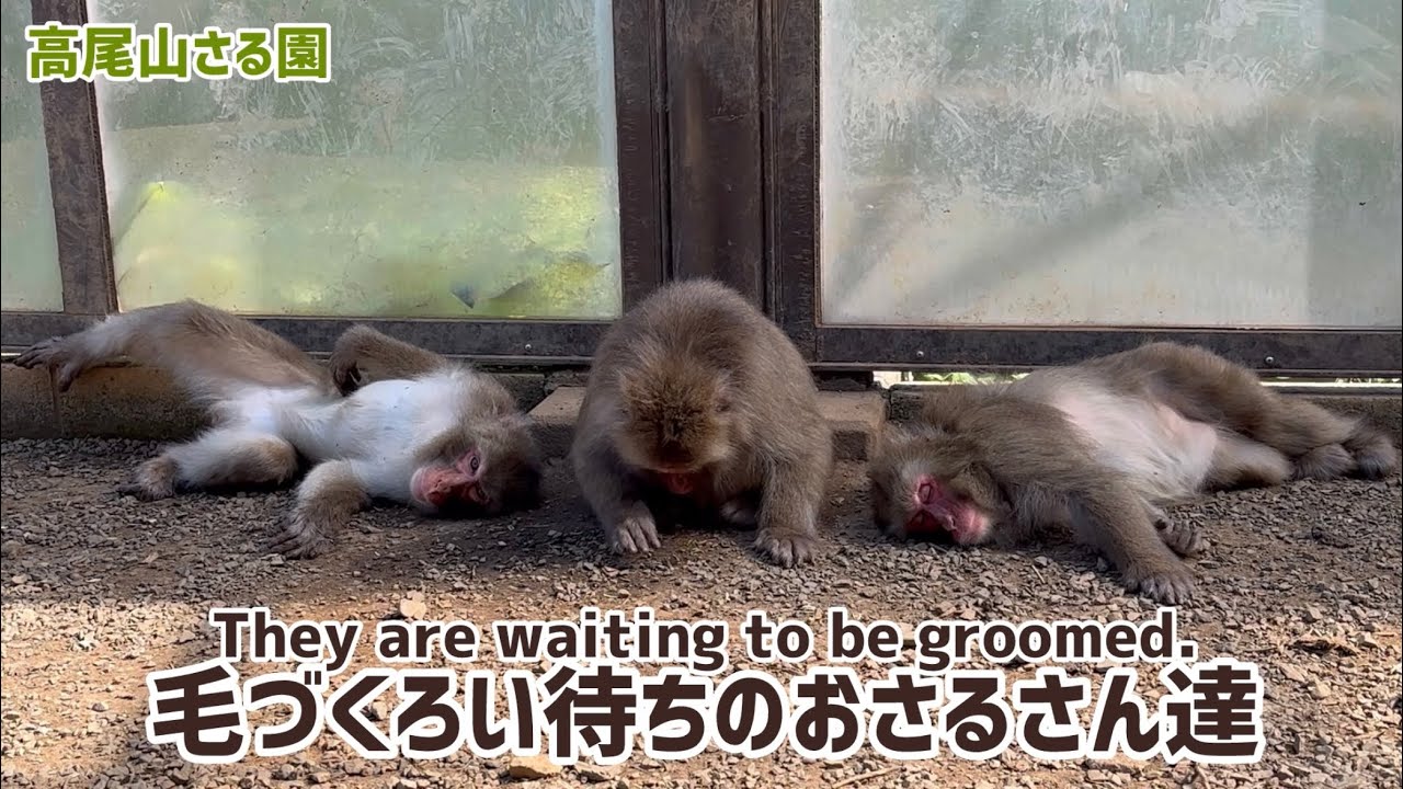 高尾山さる園】毛づくろい待ちのおさるさん達 - YouTube