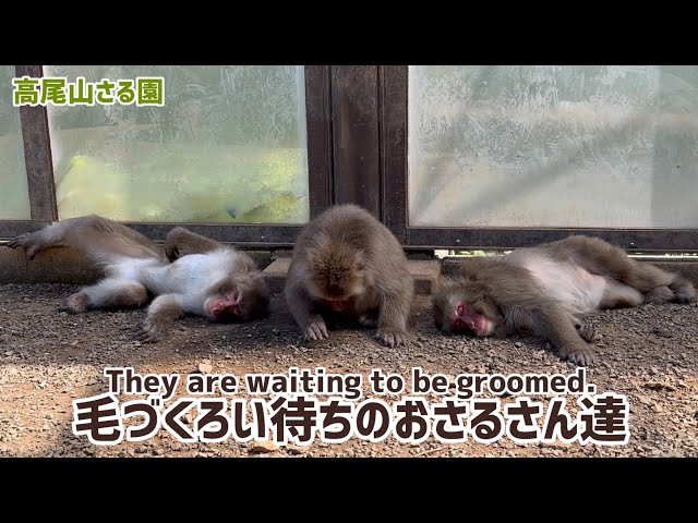 高尾山さる園】毛づくろい待ちのおさるさん達 - YouTube