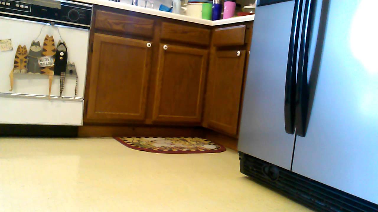Cat pulling rug into hole!?!? - YouTube