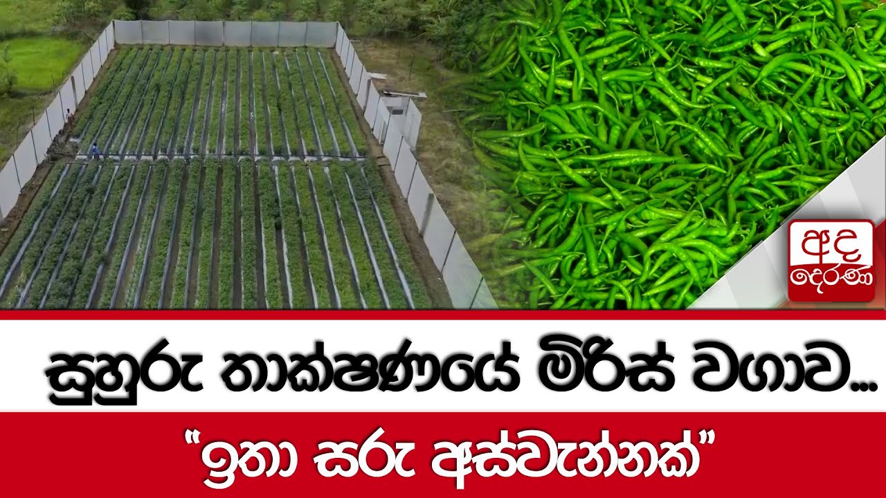 සුහුරු තාක්ෂණයේ මිරිස් වගාව...