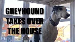 Greyhound Takes Over The House by Wainy11 326 views 1 year ago 1 minute, 3 seconds