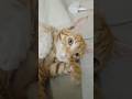 cat funny Sounds and Play #viral #cat #trending #shorts