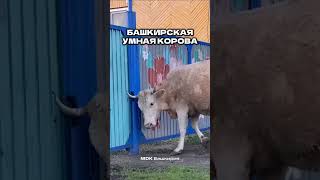 Будь у меня такая корова, я б, наверно, и не женился #shorts