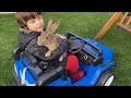 Kahverengi anne tavşan Fatih Selim ile akülü arabaya binip geziye çıktı.Tavşan Kaydıraktan kaydı