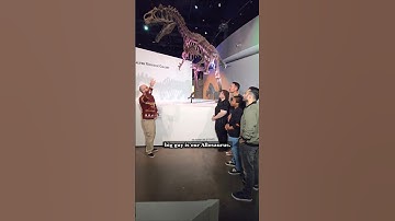 Allosaurus, Stegosaurus, Gorgosaurus, ...and Dorkosaurus #dinosaur #fossil #paleontology
