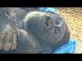 自立への道？寒い中、家族と離れ1人外で過ごすゲンタロウ⭐️ゴリラGorilla【京都市動物園】Gentaro wants to spend time alone, away from family.