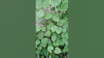 Sâm dây ngọc linh