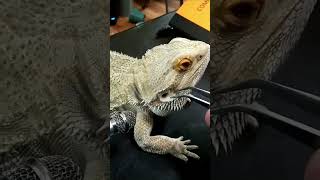 Stayin' Rad Shed Compilation Vol2 | Nose•Eye•Ear•Face Edition  @ChuckNorrizBeardedDragons#stayrad