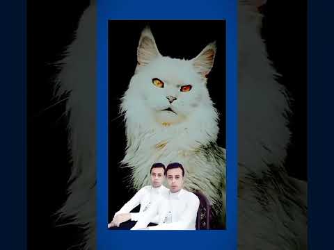 الخيل العربي مصر فول طعميه العنكبوت اكسبلور 
