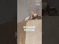 Goat rescued from overpass in Kansas City