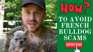 How to Avoid French Bulldog or Frenchton Scams?