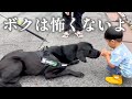 子供にやさしい大型犬！大好きな人が来てくれて大興奮【おまけ】広島特殊犬隊SK6緊急出動！