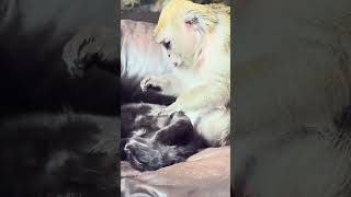 Macaque Monkey Abby Louise and Kitty Black Panther ASMR