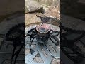 Optimus Polaris Optifuel.  #campstove #coffee #optimus #snowpeak