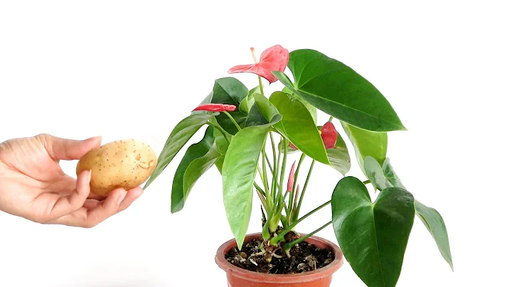 要紅掌開花多嗎？一種「東西」加1勺醋，一個月開3朵花 - 天天要聞