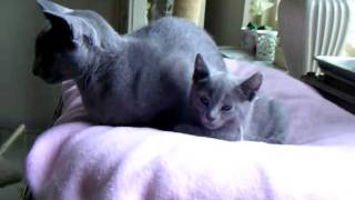 Blauwe Rus Kittens 2010 - Vladimir-Nadesha