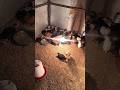Hen Farming at Village 🐔 |Desi Village Life | Dhani Vlogs #HenFarming #CountryLife #HappyHens #viral