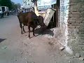 DtharaIAS AMC Old Cows Eat Plastic and Garbage of Ahmedabad 25032015 Mp3 Song