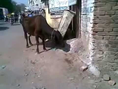 DtharaIAS AMC Old Cows Eat Plastic and Garbage of Ahmedabad 25032015