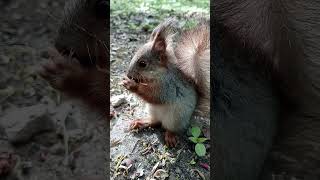 Бельчонок / Little squirrel baby #squirrel #cuteanimal #cute