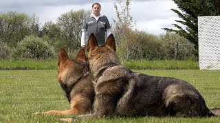 Dynamic Duo: German Shepherds in Perfect Harmony by Kraftwerk k9 1,145 views 1 day ago 2 minutes, 5 seconds