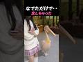 なでたら恋した？ついてくるペリカンが可愛すぎた　#shorts #おすすめ #動物 #癒し #かわいい #ペット #幸せ　＃面白い　＃鳥　#ストーカー
