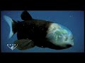 Fish With Transparent Head Filmed | National Geographic