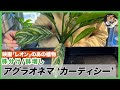 アグラオネマ】映画「レオン」のアノの植物!!ニティドゥム