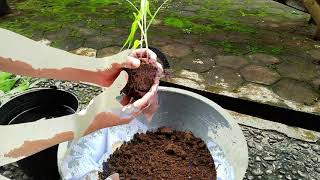 Pembuatan Preparat Infeksi Mikoriza pada Akar Jagung - Praktikum Mikrobiologi Pertanian Acara 12