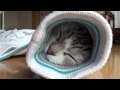 袖の中で眠るネコ